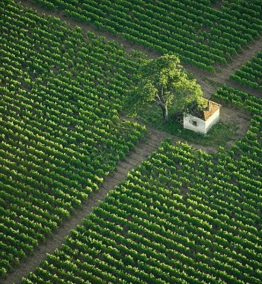 Profitez de votre séjour pour découvrir les prestigieux vignobles de Bourgogne.
