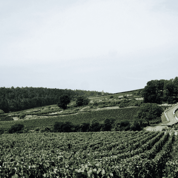 Visitez les vignobles des alentours et des appellations célèbres grâce à notre offre "Découverte"